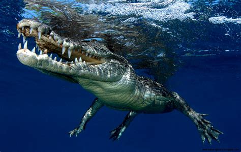 Saltwater Crocodile Underwater Wallpapers Gallery