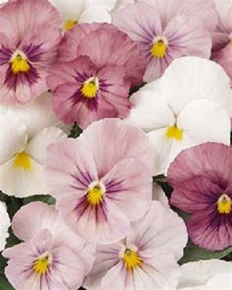 35 Pansy Pink Panola Annual Flower Seeds Etsy