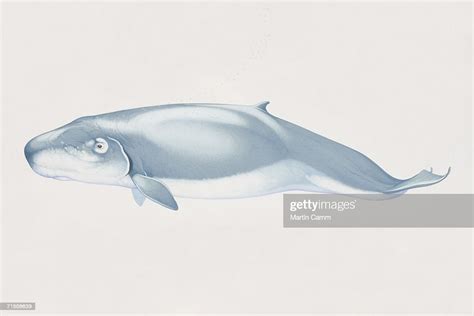 Kogia Breviceps Pygmy Sperm Whale Side View High Res Vector Graphic