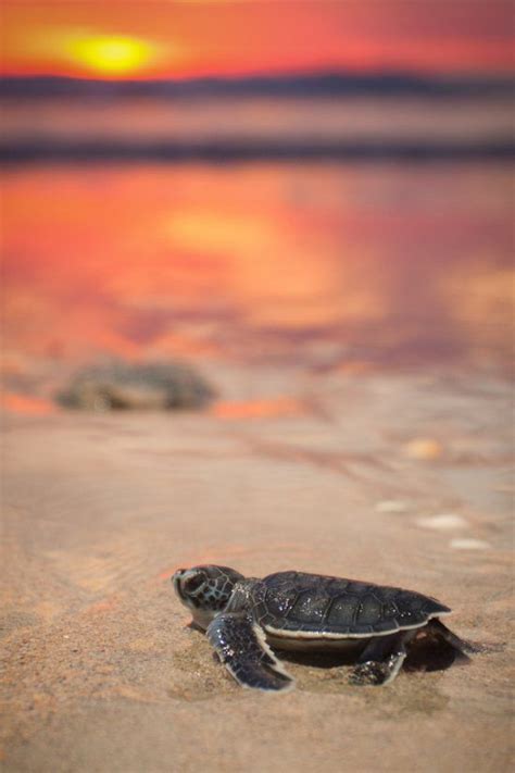 20 Of The Beautiful And Cute Baby Sea Turtle Pictures That Will