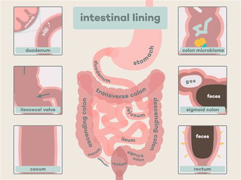 Intestinal Lining Healthcare Design Medical Illustration Scientific