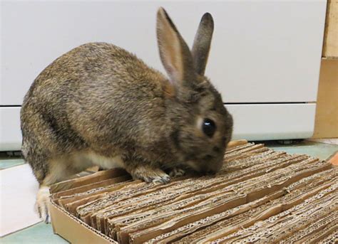 Rabbits can not eat glue or hot sticky tape, hence why i … DIY Cardboard Shreddable Mat for Rabbits - The Rabbit House
