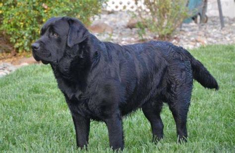 Our labs run freely on over 160 acres of land each evening and are amazing animals. AKC Black Labs for Sale in Redding, California Classified ...