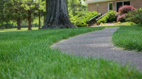 Nov 13, 2019 · tips for watering your lawn in the summer: Summer Watering: 6 Best Ways to Water Your Lawn - Better HouseKeeper
