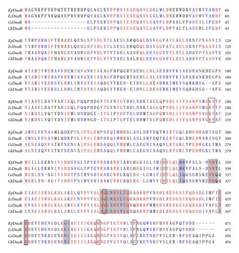 Multiple Amino Acids Sequence Alignment Of Dnab Helicases Alignment