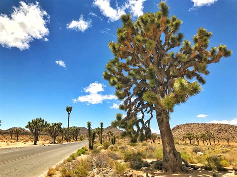 7 Best West Coast Usa Road Trips You Need To Experience