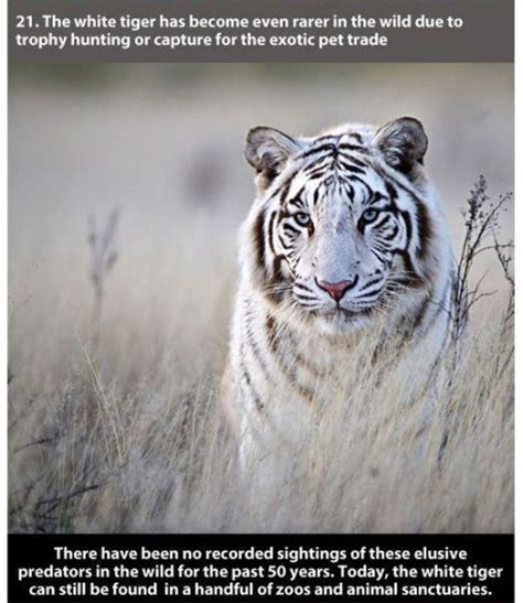 22 Interesting Facts About Tigers 22 Photos Klykercom