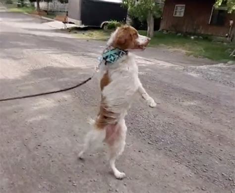 Three Legged Dog Walks On Hind Legs With Ease He Wanted To Move So