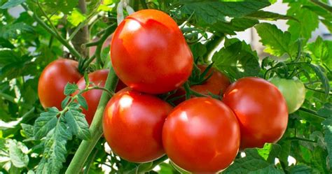 Mengenal Ciri Klasifikasi Dan Morfologi Tanaman Tomat Area Ranting