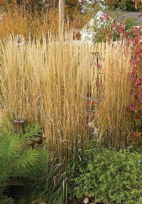 Karl Foerster Feather Reed Grass Knowledgebase Johnsons Nursery