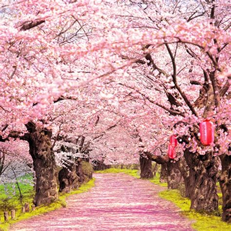 Blush Pink Flowers Old Trees Beautiful Road Natural Photography
