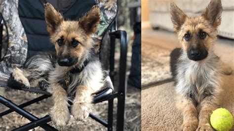 This 2 Year Old German Shepherd With Dwarfism Will Always Look Like A