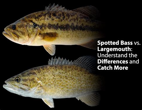 Difference Between Spotted Bass Vs Largemouth Bass Your Bass Guy