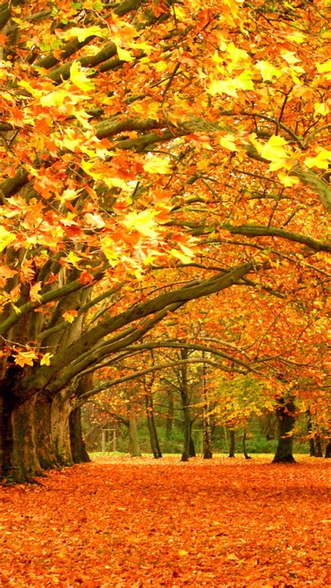 Resultado De Imagem Para осень обои на телефон Autumn Scenery Autumn Trees Fall Wallpaper