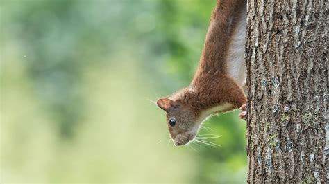 Lift your spirits with funny jokes, trending memes, entertaining gifs, inspiring stories, viral videos, and so much more. Download wallpaper 1920x1080 squirrel, animal, funny, tree ...