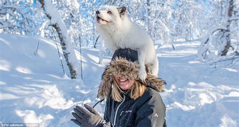 Endangered Arctic Fox Ambushes Tourist By Jumping On Her Head Daily