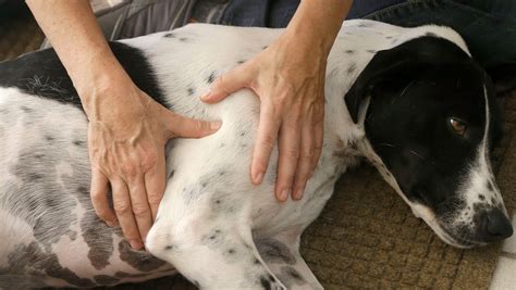 See Spot Relax Pet Massage Gaining Popularity