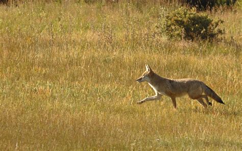 Coyote Management Success Requires Constant Grand View Outdoors