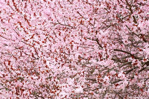 Spring Photography Tips Photographing Flowering Trees