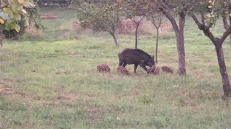 Broccostella Posta Fibreno Cinghiale Con Cuccioli Al Seguito A Pochi Metri Da Unabitazione