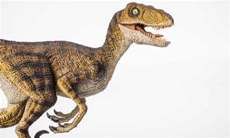 Deinonychus Vs Velociraptor Who Would Win In A Fight Imp World