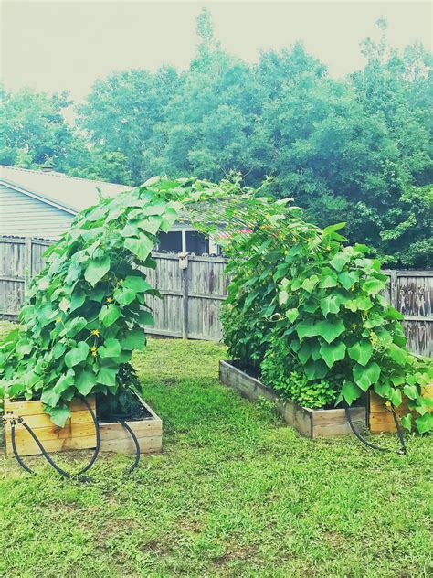 Garden Trellis Ideas For Cucumbers 15 Easy Diy Cucumber Trellis Ideas