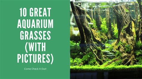 10 Best Aquarium Grass Species For Your Planted Tank Reviews