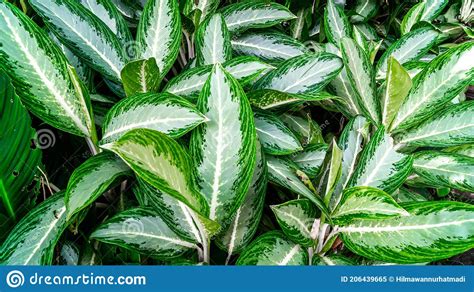 Beautiful Leaves Of Aglaonema Emerald Bay Stock Image Image Of