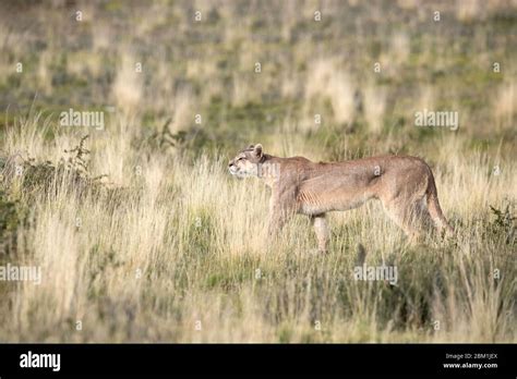 Single Adult Female Puma In Bright Sunlight Walking Through The Grass