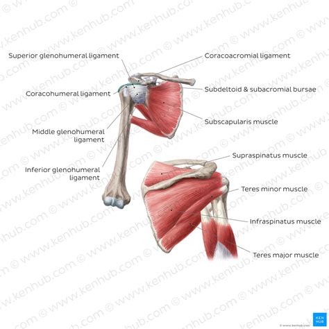 Shoulder Muscles Anatomy And Functions Kenhub Images