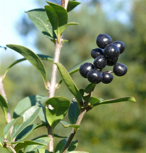 Schwarze Beeren Foto & Bild | pflanzen, pilze & flechten, früchte und ...