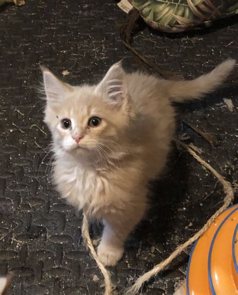 They get more fluffy each month, and by 1 year of age they have approximately 1 long fur with a somewhat bushy tail. Maine Coon Cats For Sale | Mansfield, OH #288694 | Petzlover