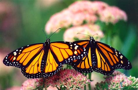 Monarch Male And Female On Stonecrop C1999 September Worth Township