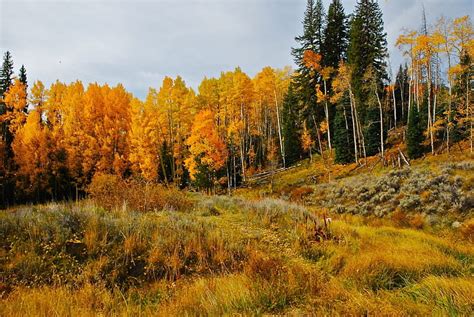 Aspens At Fall Colorado Autumn Seasonal Colors Trees Landscape