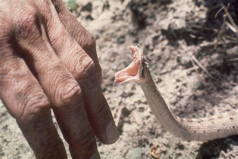 Worst Snake Bites In The World