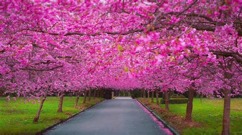 2048x1152 Cherry Blossom Park 2048x1152 Resolution Hd 4k Wallpapers