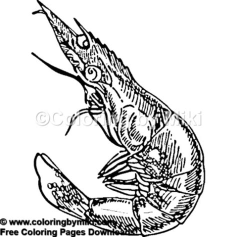 You can print or color them online at getdrawings.com for absolutely free. Seafood Shrimp Coloring Page 536 #freeprintable #coloring ...