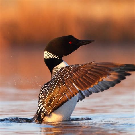 Loon Wallpapers (57  background pictures)