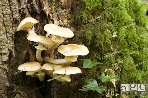 The Parasitic Honey Fungus Armillaria Mellea Mushrooms Growing At The