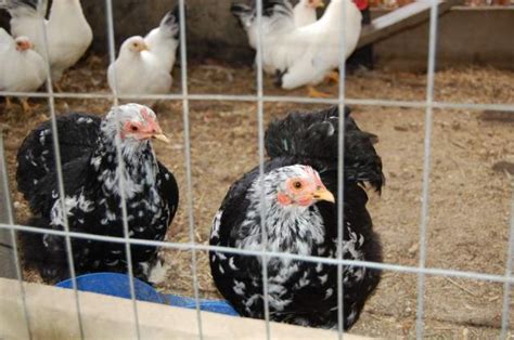 6 Black Mottled Bantam Cochins Backyard Chickens Learn How To Raise Chickens