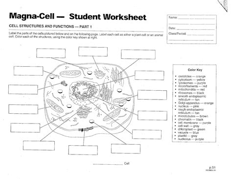 Cell Organelles Worksheet Pdf
