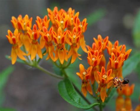 12 Perennial Plants That Butterflies Love
