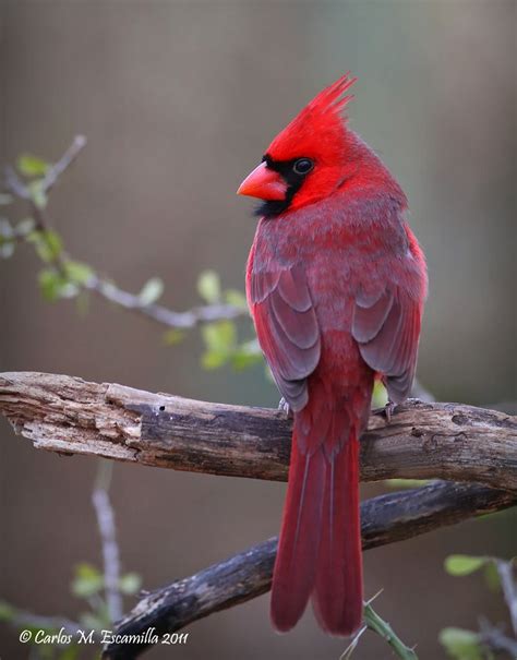 Northern Cardinal Img8621edtvgtx300dpi Cardinal Birds Beautiful