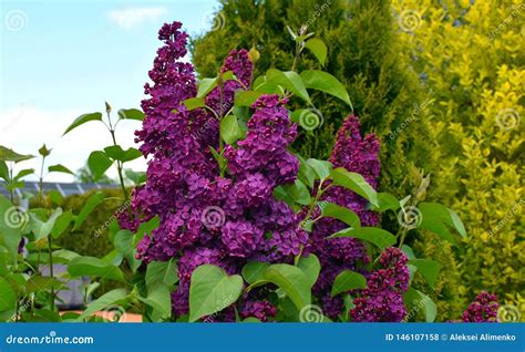 Lilac On A Background Of Blue Skiesflowering Garden Lilac Starting