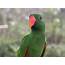 The Eclectus Parrot  NATUWA Sanctuary Costa Rica