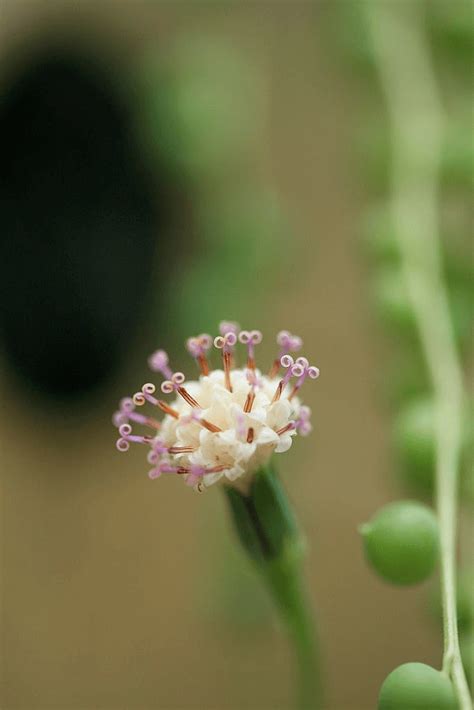 This native african species was discovered by british botanist gordon rowley. String Of Pearls: How To Grow, Care, & Propagate For ...