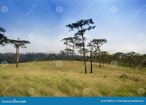 Pine Tree Field On Mountain At Phu Soi Dao Stock Photo Image 59108618