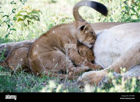 Lioness Panthera Leo Feeding Its Cubs Tanzania Stock Photo Alamy