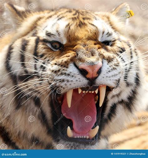 Angry Tiger Head Features Stock Image Image Of Group 141919321