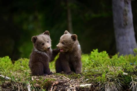 2000x1335 Adorable Bear Cubs Wallpaper Background Image View Download